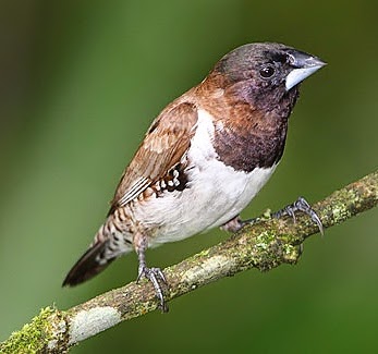 Bronze munia