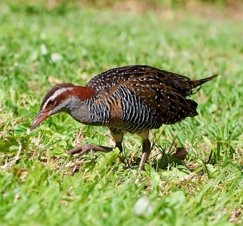 Buff-banded rail