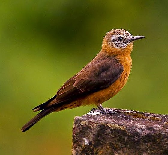 Cliff flycatcher