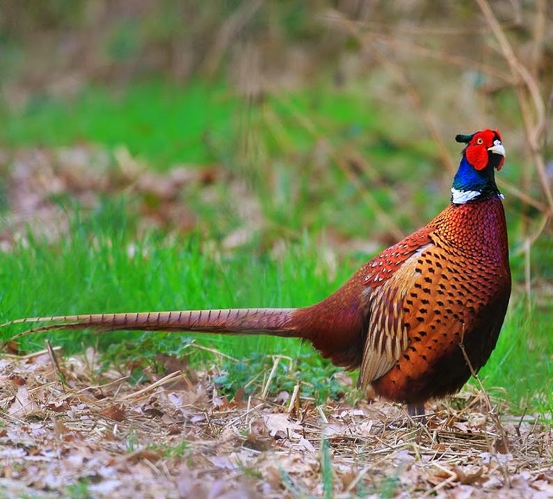 Common pheasant