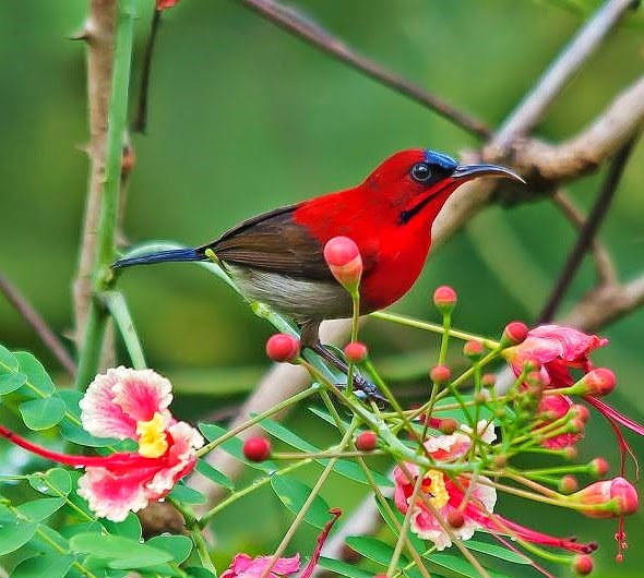 Crimson sunbird