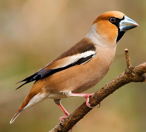 Hawfinch