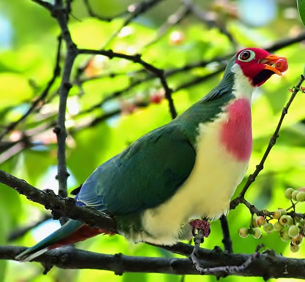 Jambu fruit-dove