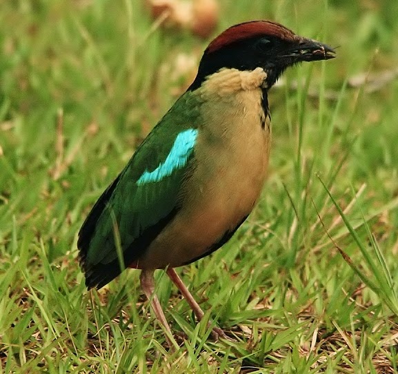 Noisy pitta