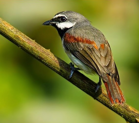 Red-tailed vanga