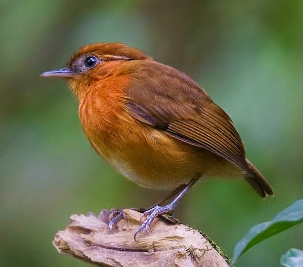 Rufous gnateater