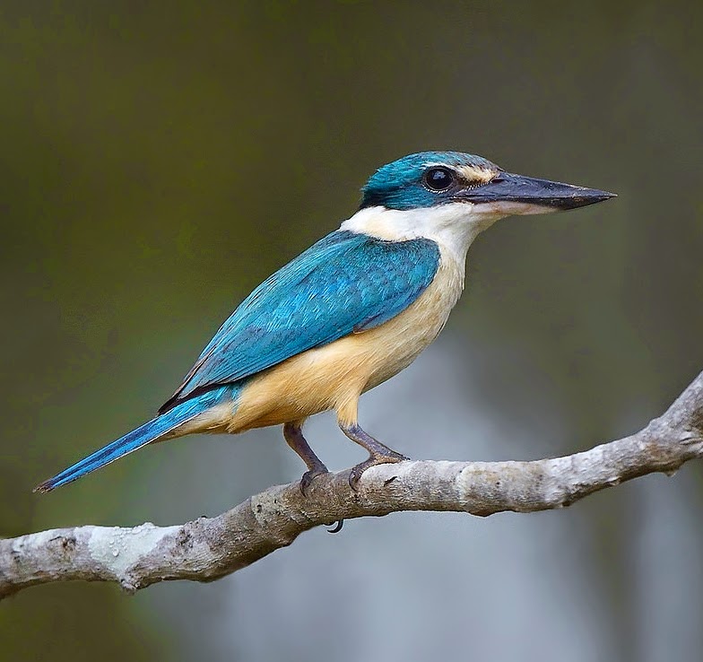 Sacred kingfisher