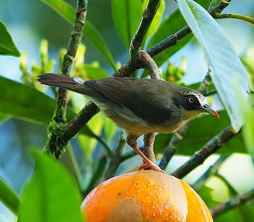 Thick-billed white-eye