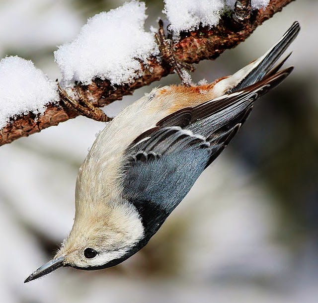 White-breasted nuthatch