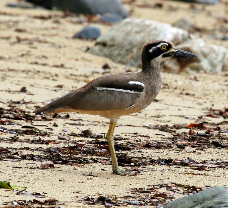 Beach thick-knee