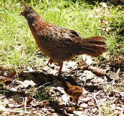 Bearded wood-partridge