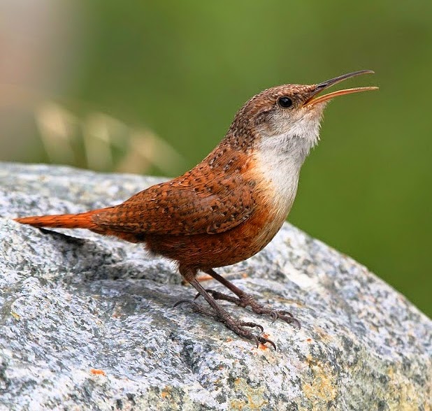 Canyon wren