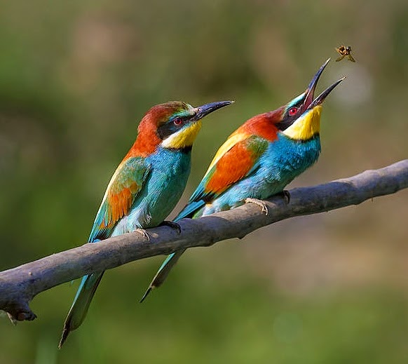 European bee-eater