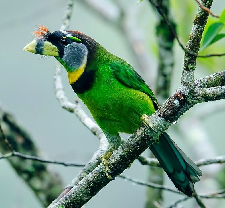 Fire-tufted barbet