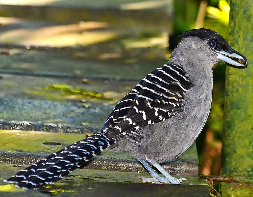 Giant antshrike