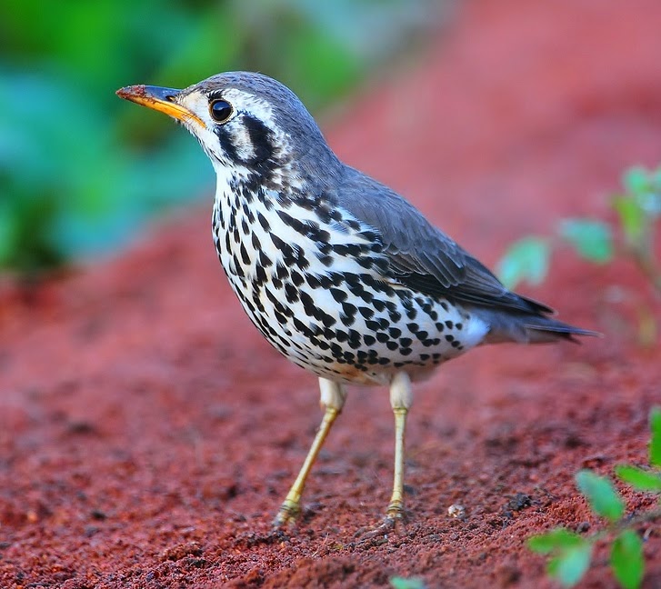 Grounscraper thrush