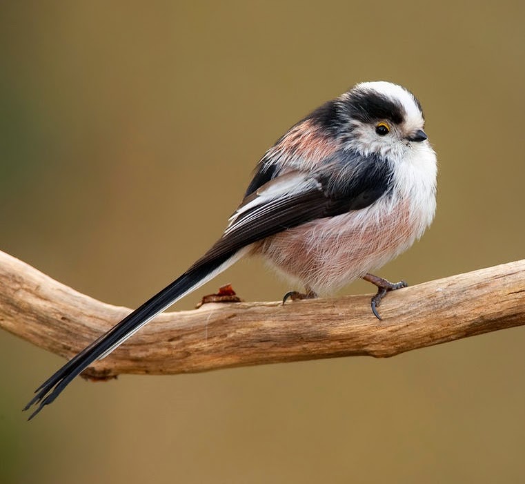 Long-tailed tit