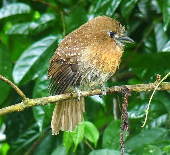 Moustached puffbird