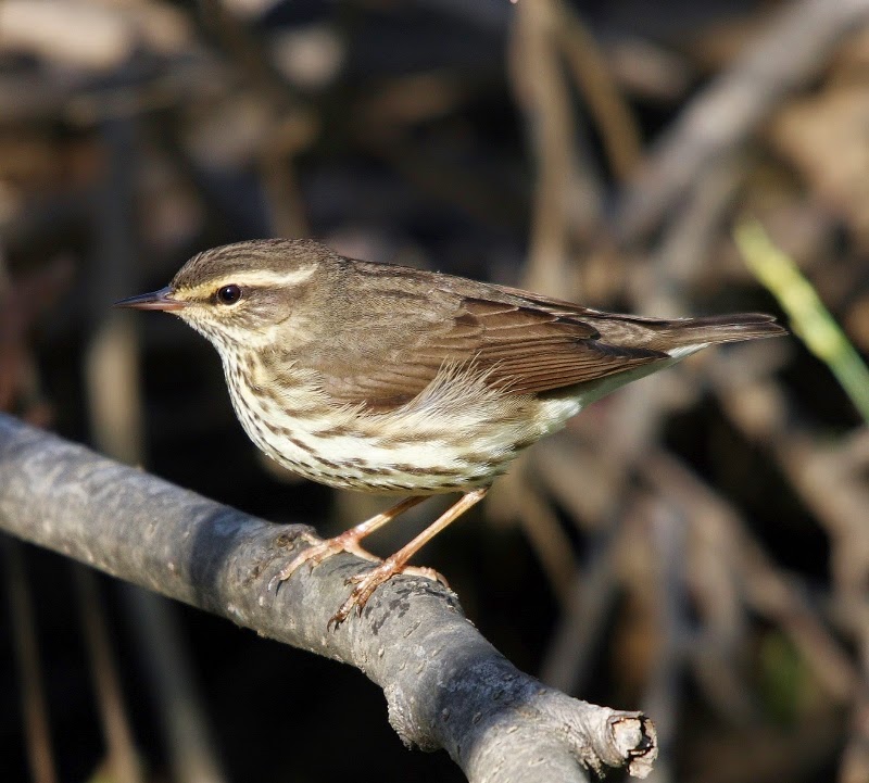 Northern waterthrush