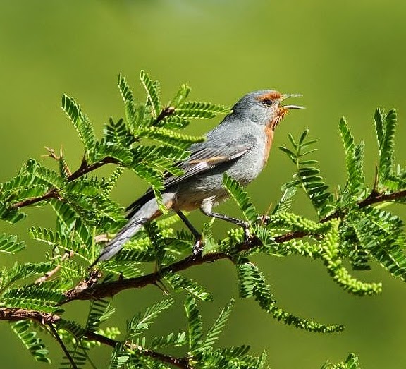 Tamarugo conebill