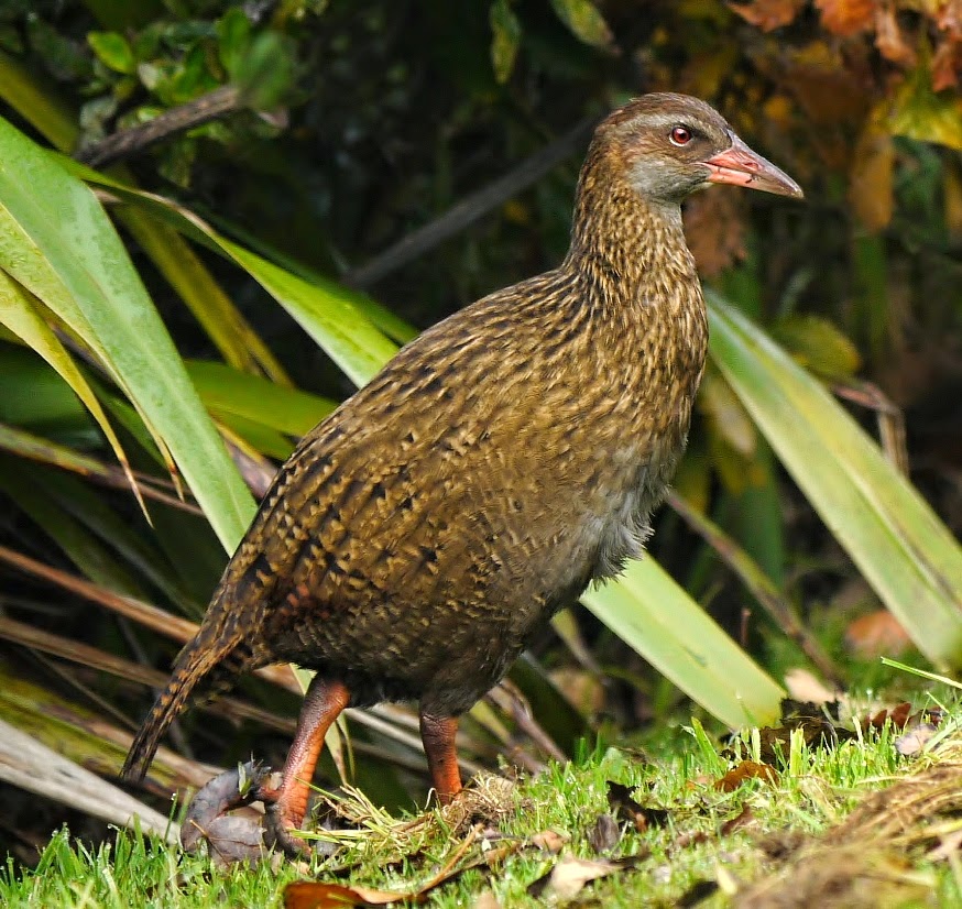 Weka