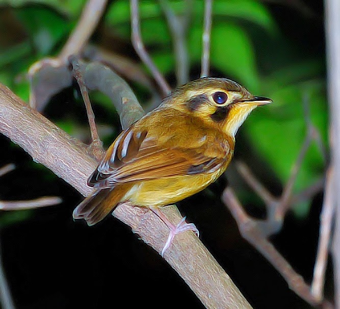 White-throated spadebill