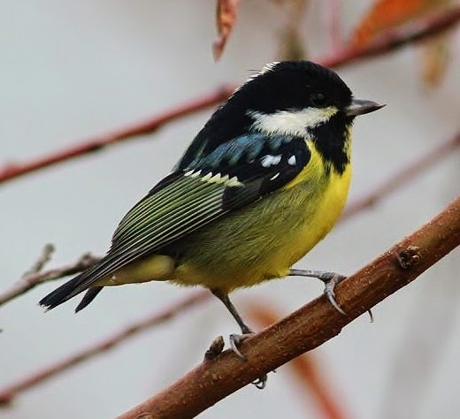 Yellow-bellied tit