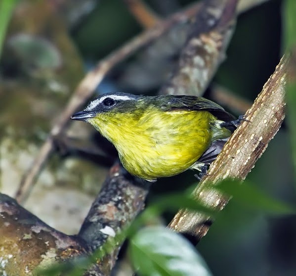 Yellow-bellied tyrannulet