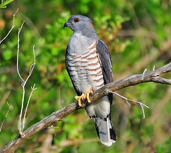 African cuckoo-hawk