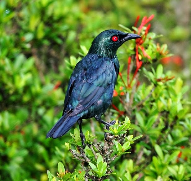 Asian glossy starling