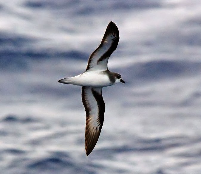 Black-winged petrel