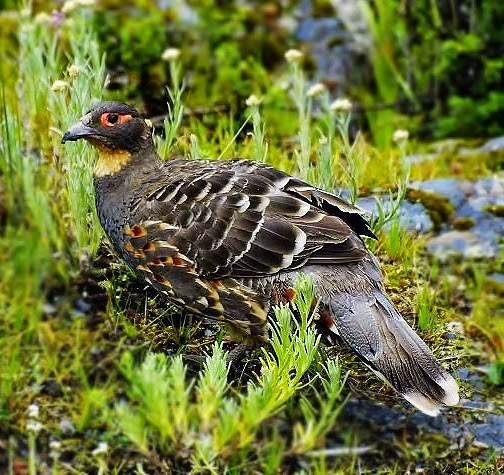 Buff-throated partridge