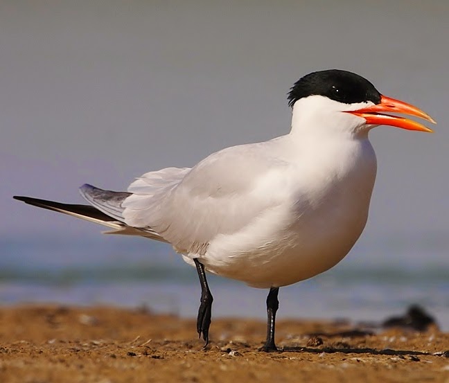 Caspian tern