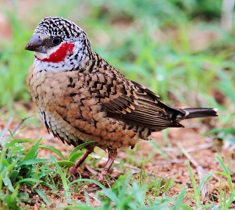 Cut-throat finch