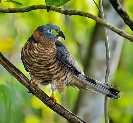 Hook-billed jite