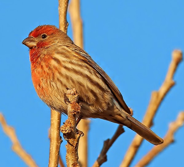 House finch