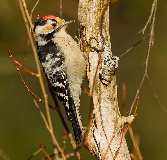 Lesser spotted woodpecker