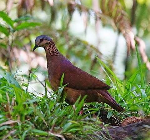 White-faced quail-dove