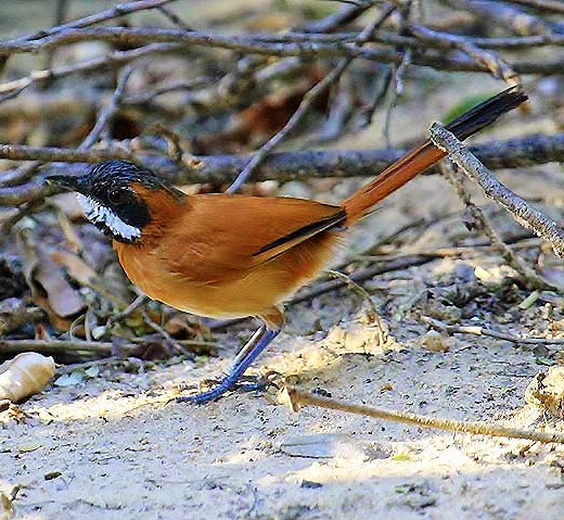 White-whiskered spinetail