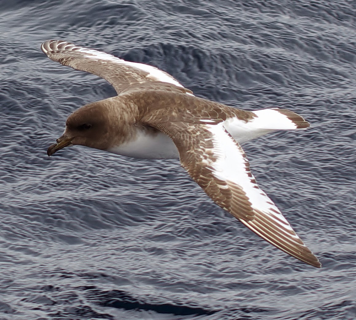 Antarctic petrel