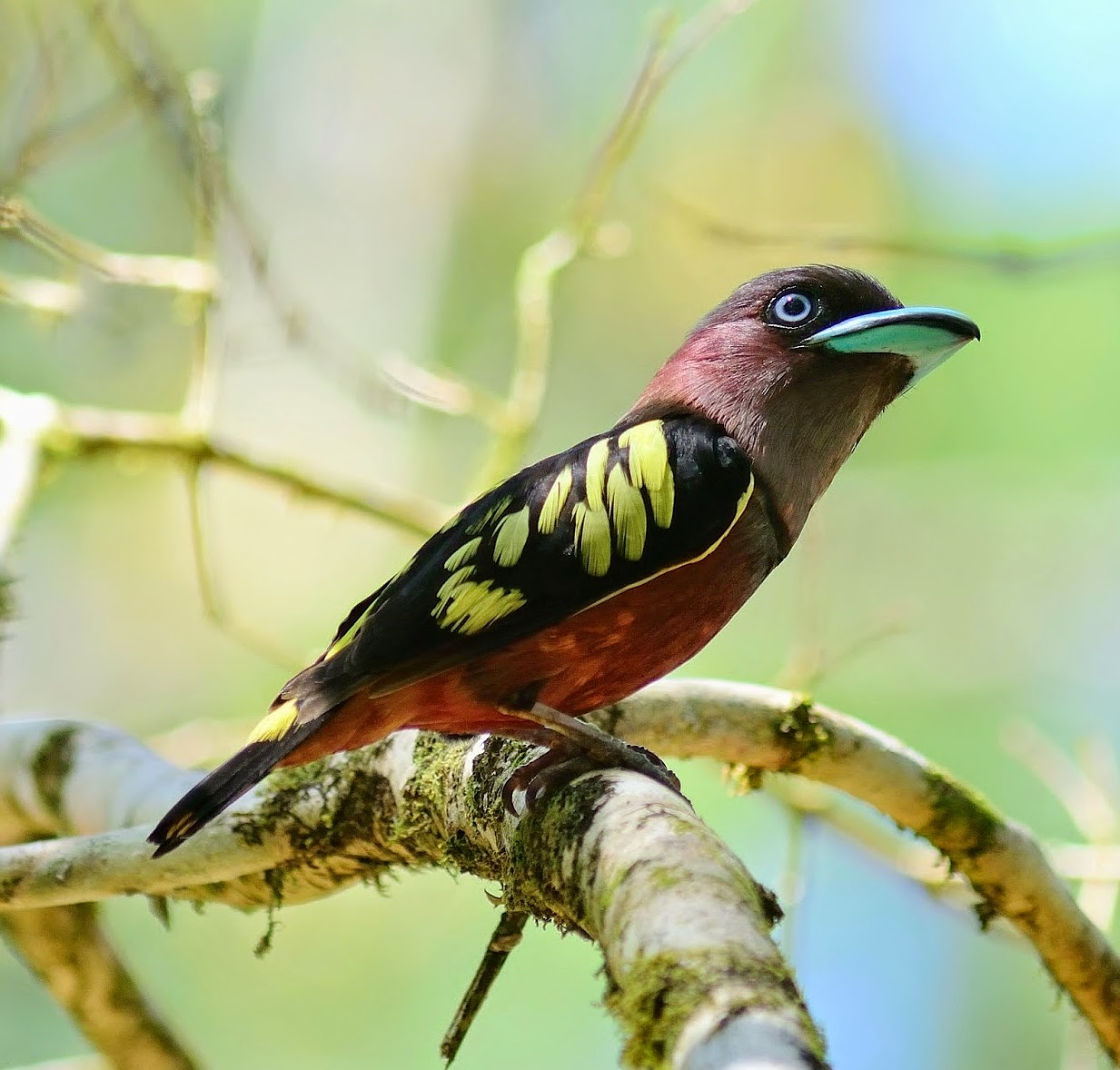 Banded broadbill