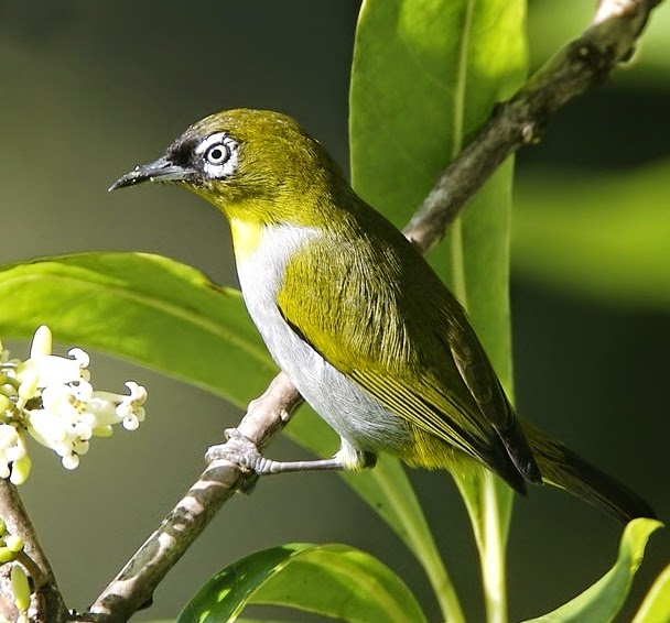 Black-capped white-eye