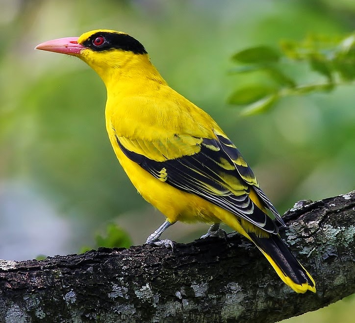 Black-naped oriole