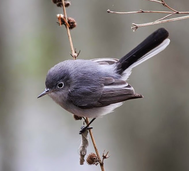 Blue-grey gnatcatcher