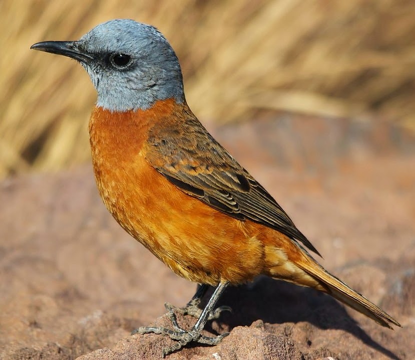 Cape rock-thrush