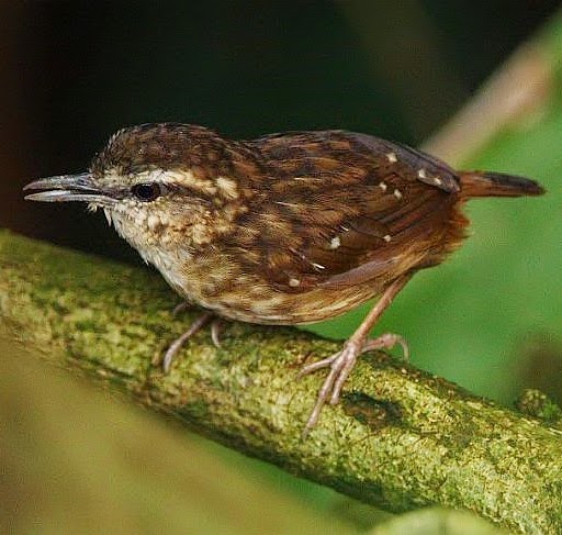 Eyebrowed wren-babbler