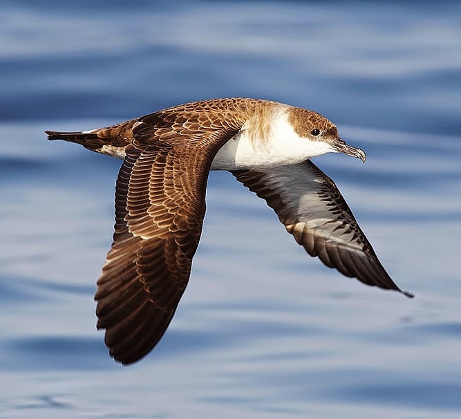 Great shearwater