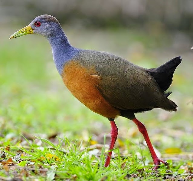 Grey-necked wood-rail