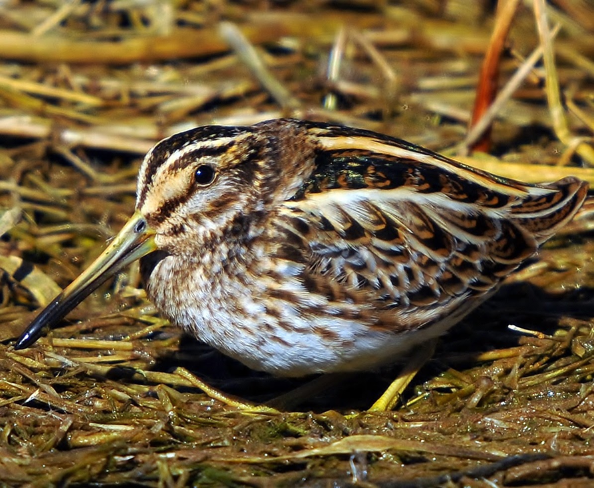 Jack snipe