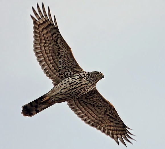 Northern goshawk